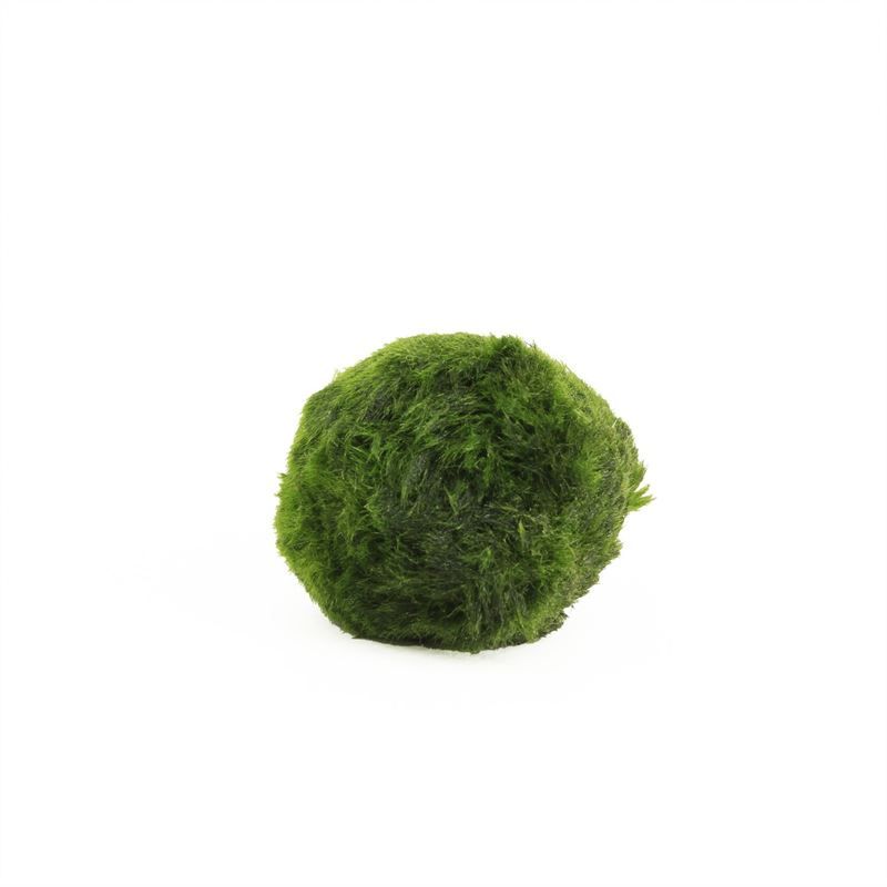 Aegagropila