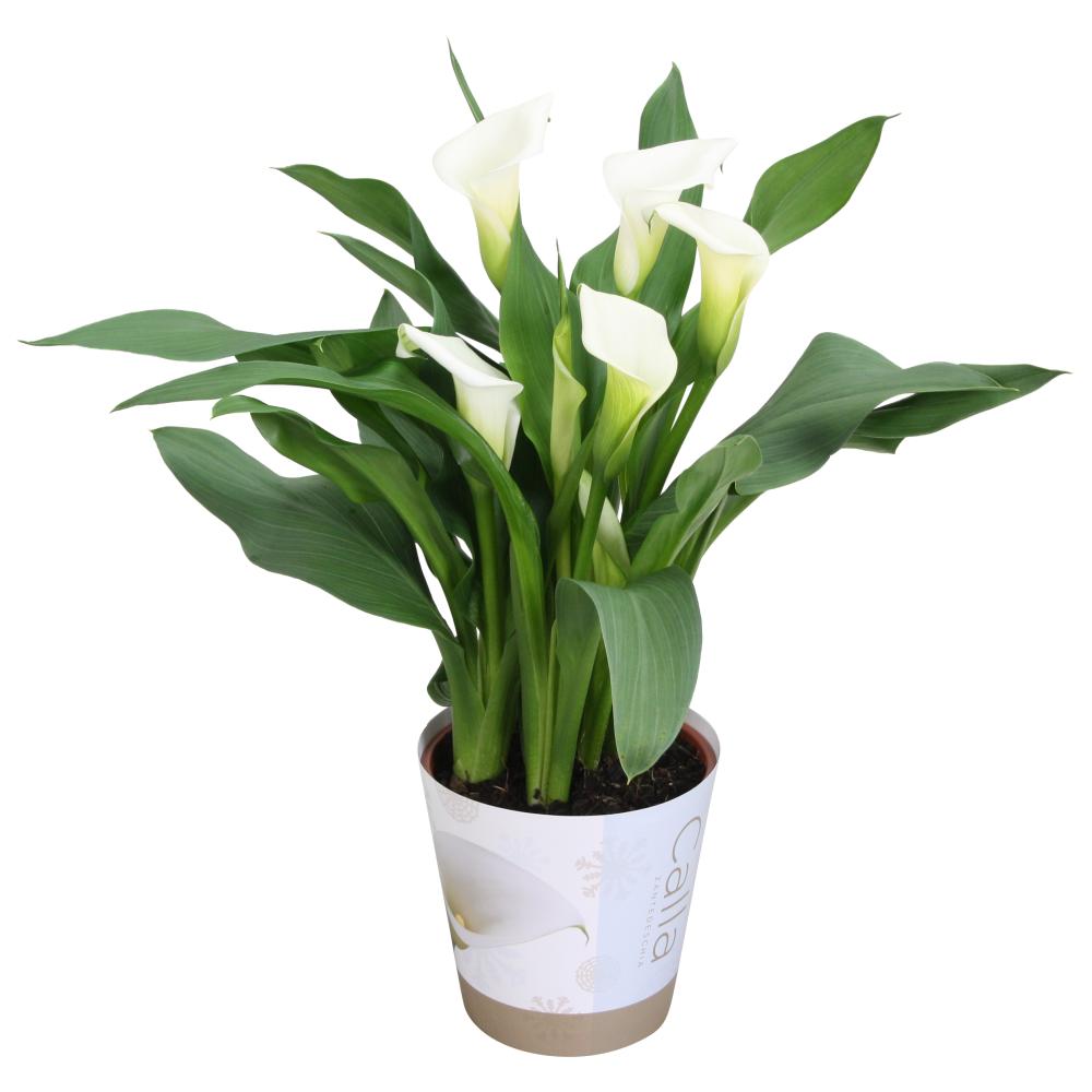 zantedeschia