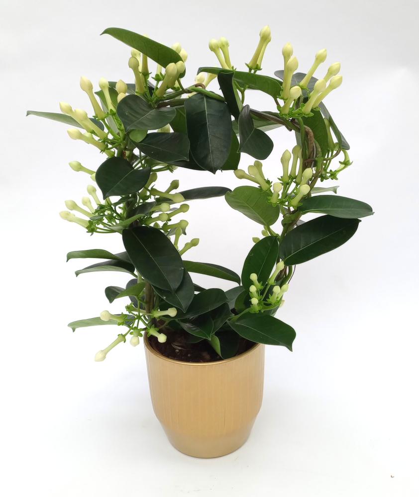 stephanotis