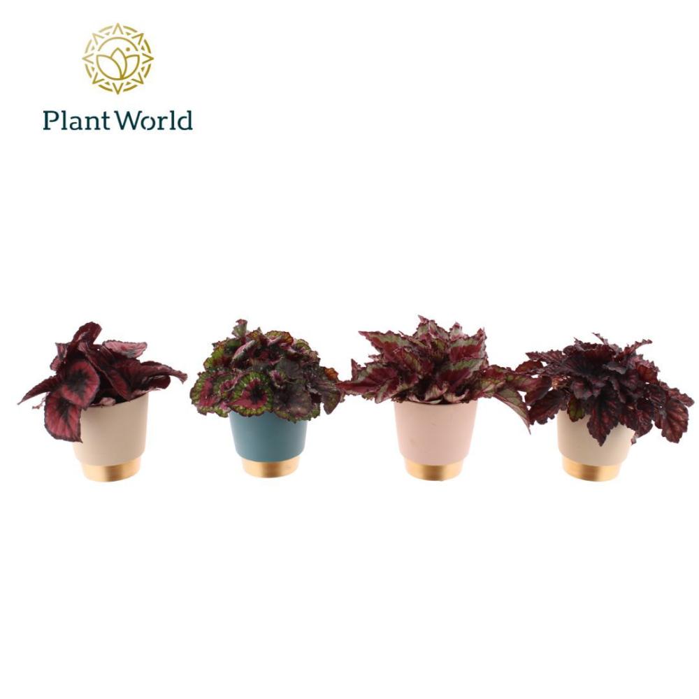 Begonia feuillage