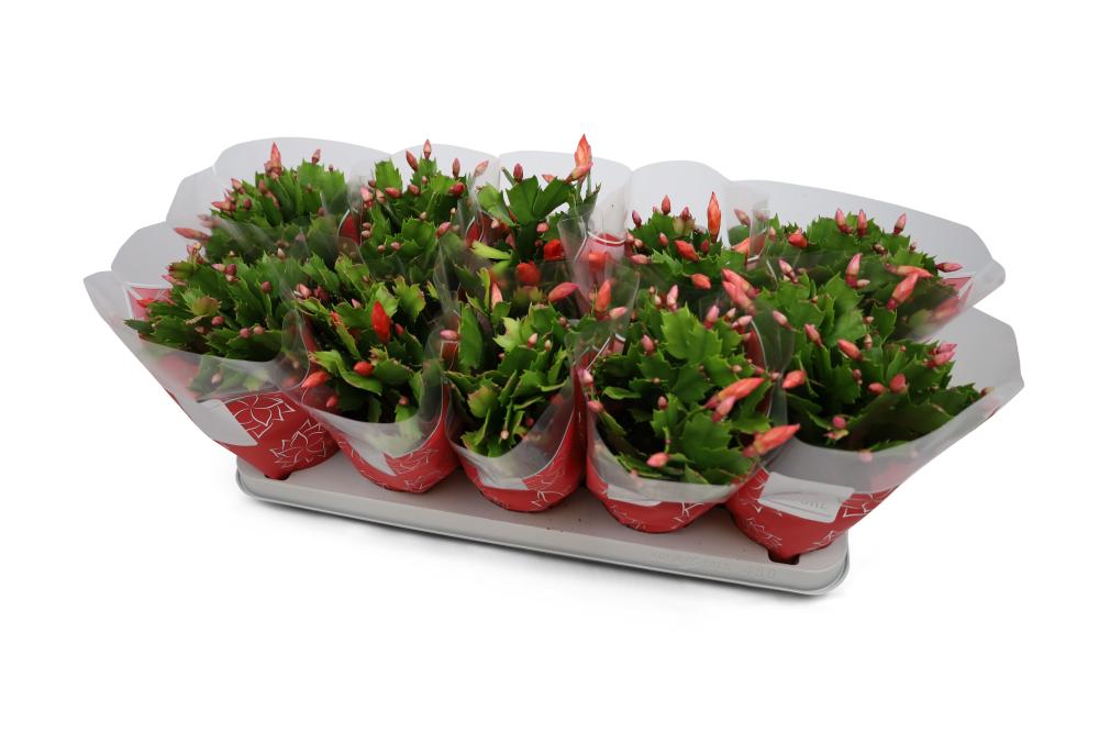 schlumbergera
