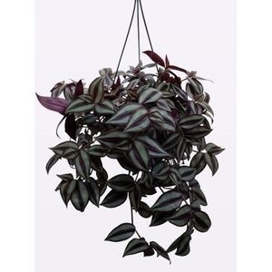 tradescantia