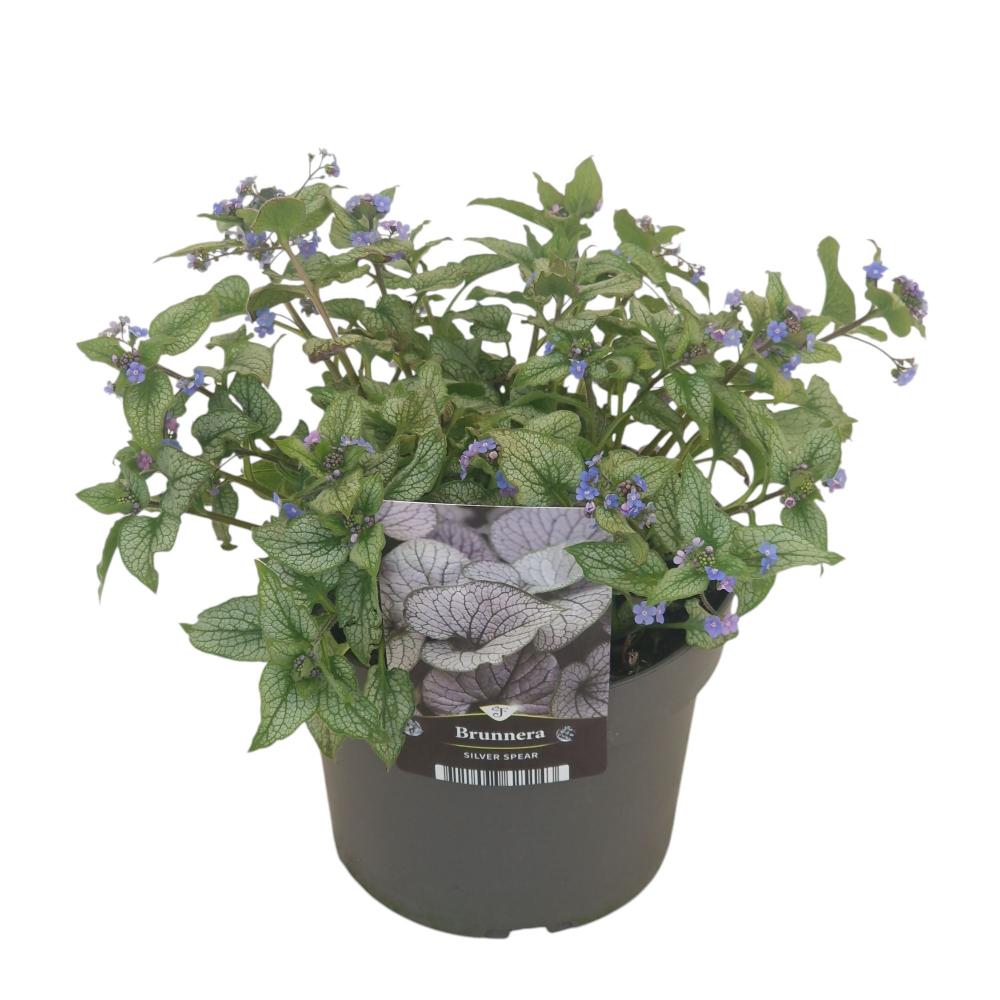 Brunnera
