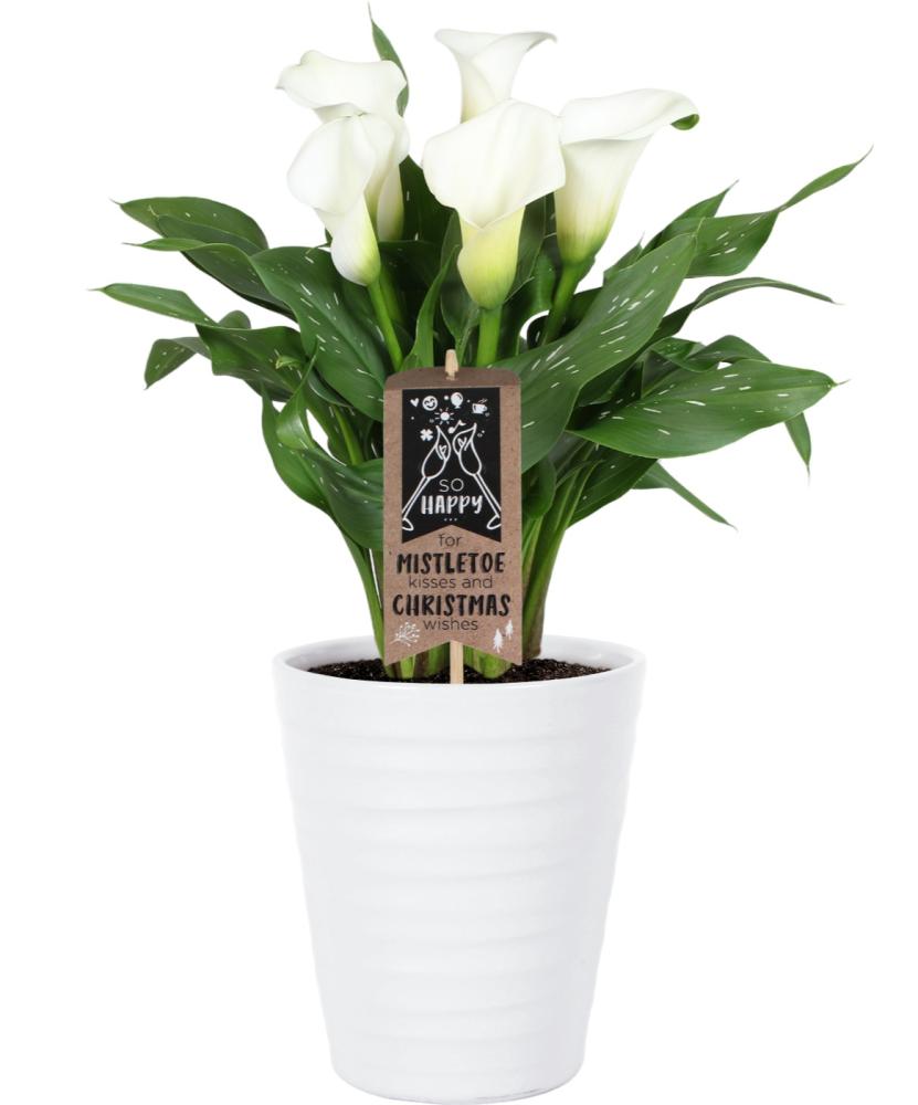 zantedeschia