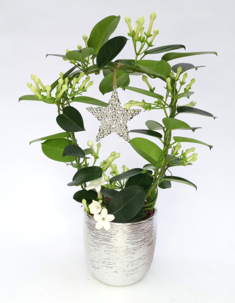 stephanotis