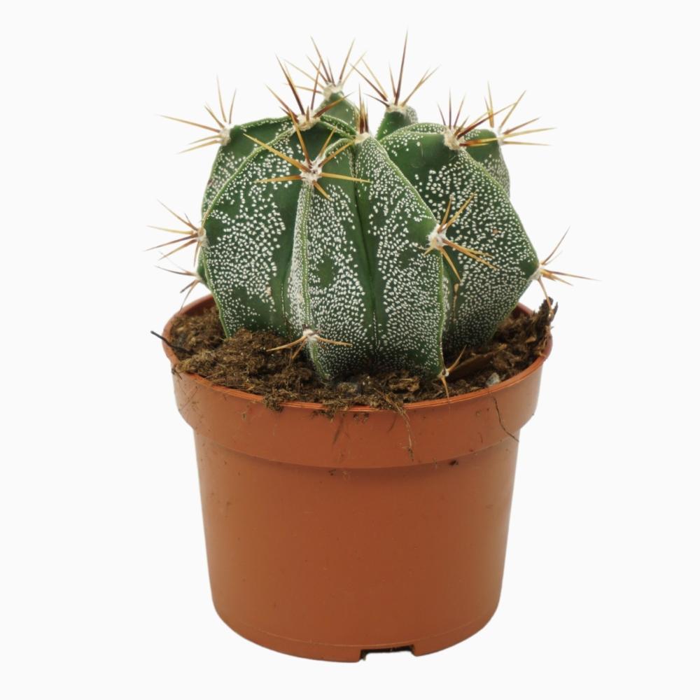 Astrophytum