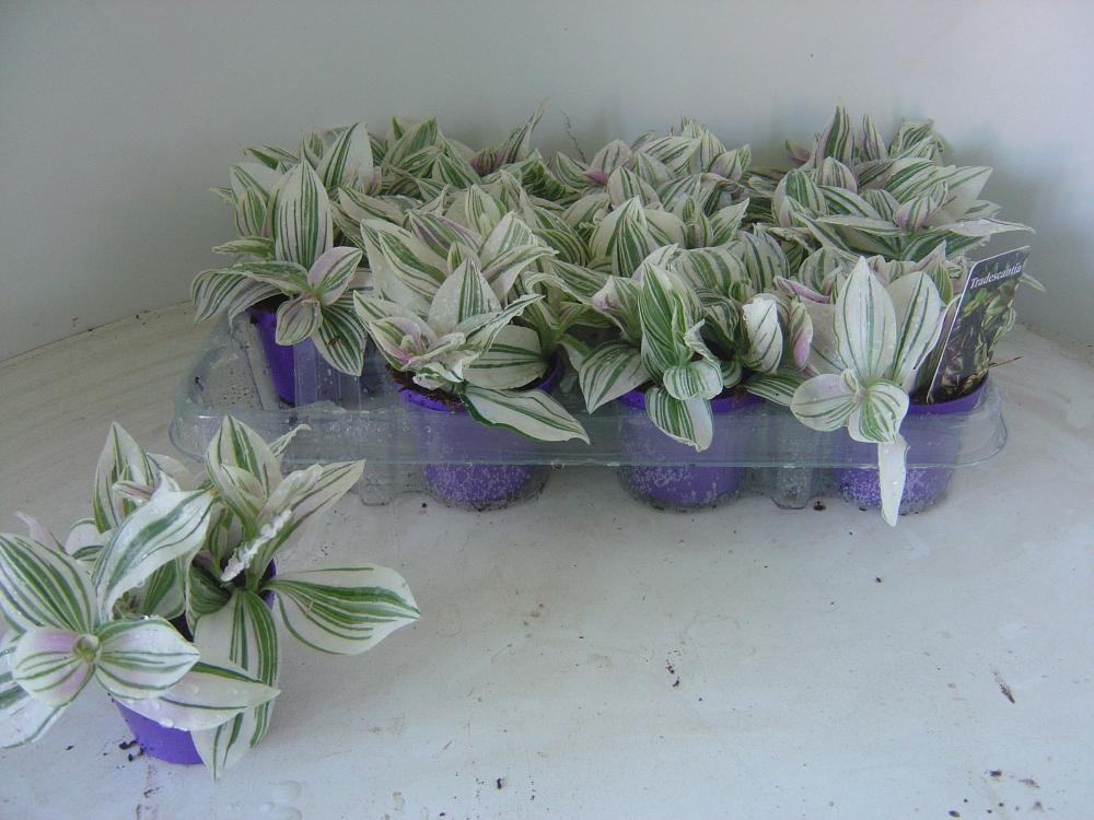 tradescantia