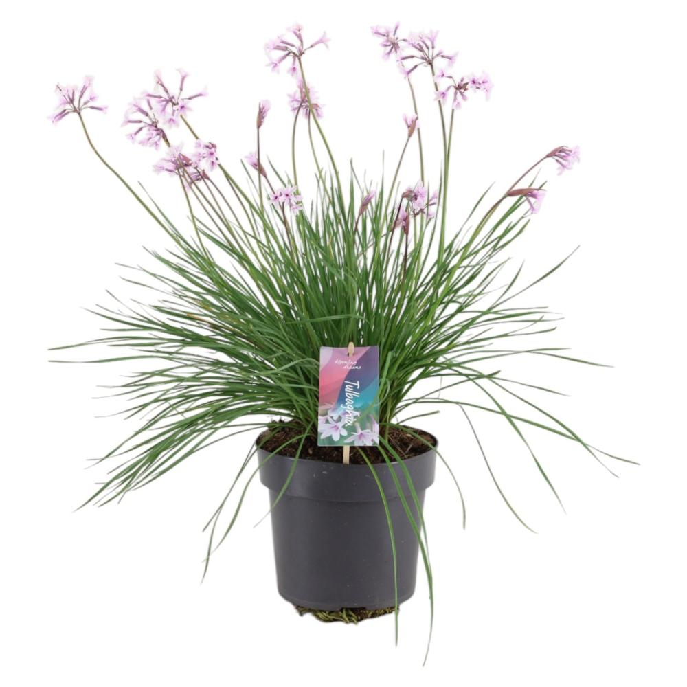 Tulbaghia