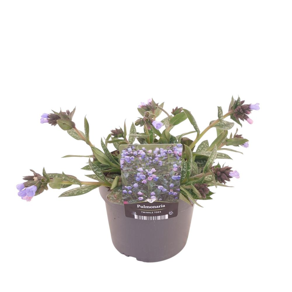 Pulmonaria