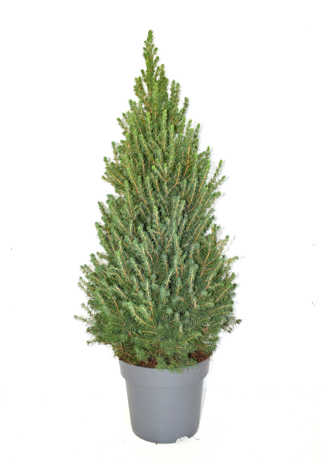 picea