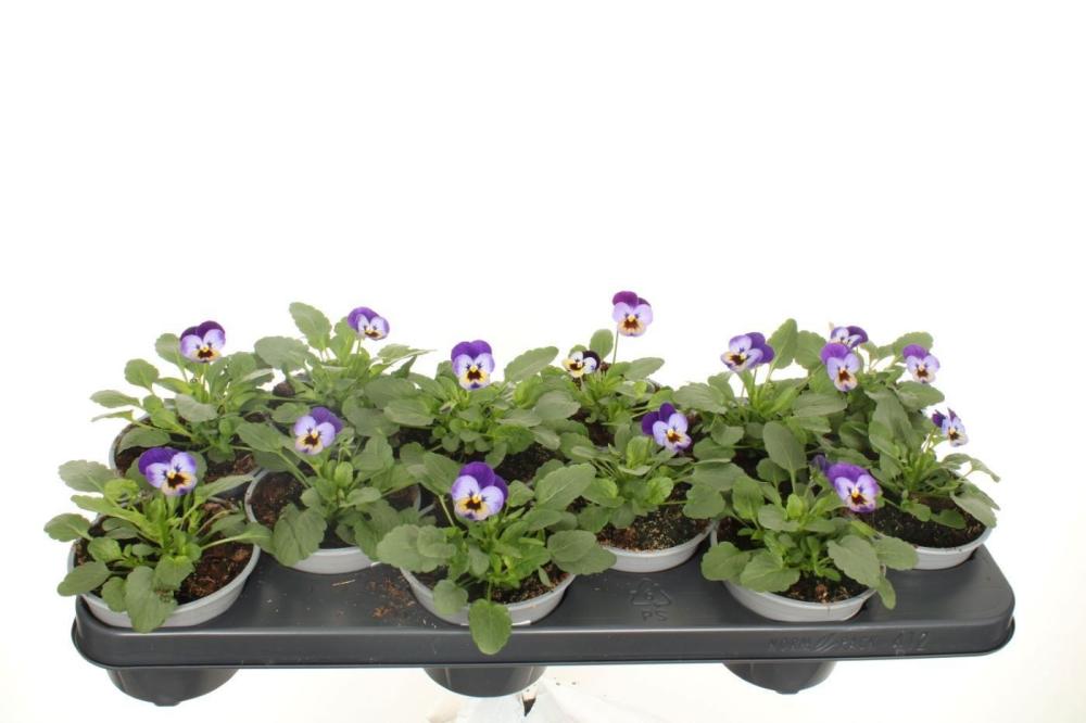 viola cornuta