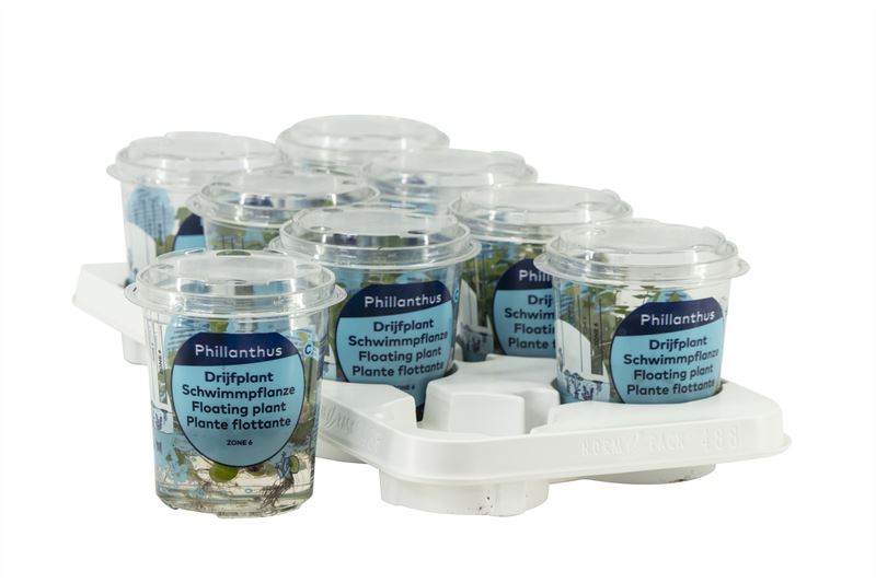 Aquariumplant