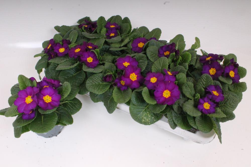 primula acaulis