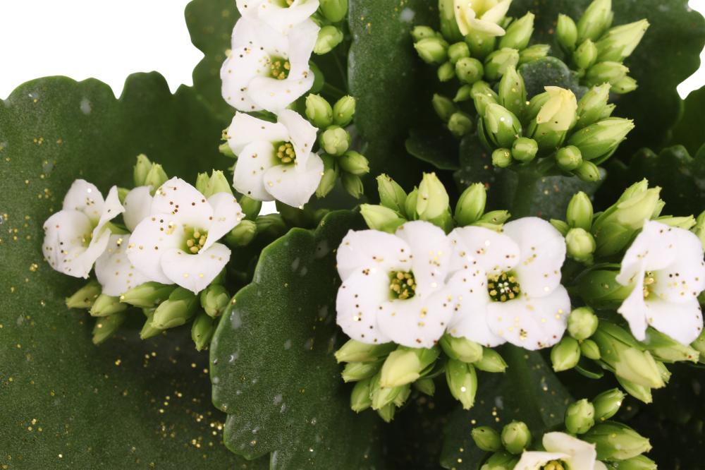 kalanchoe
