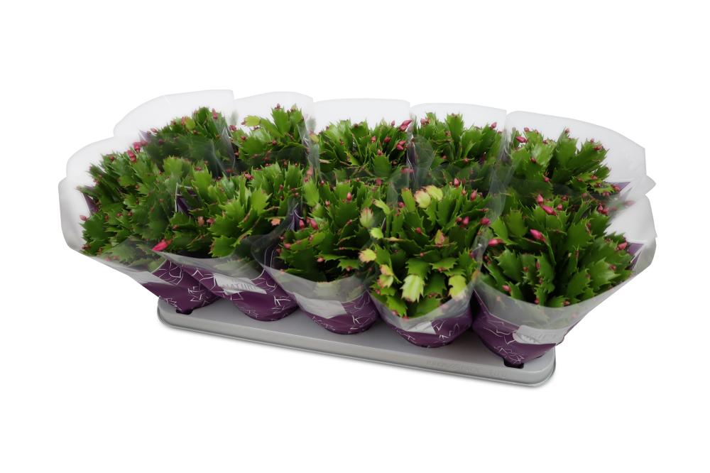 schlumbergera