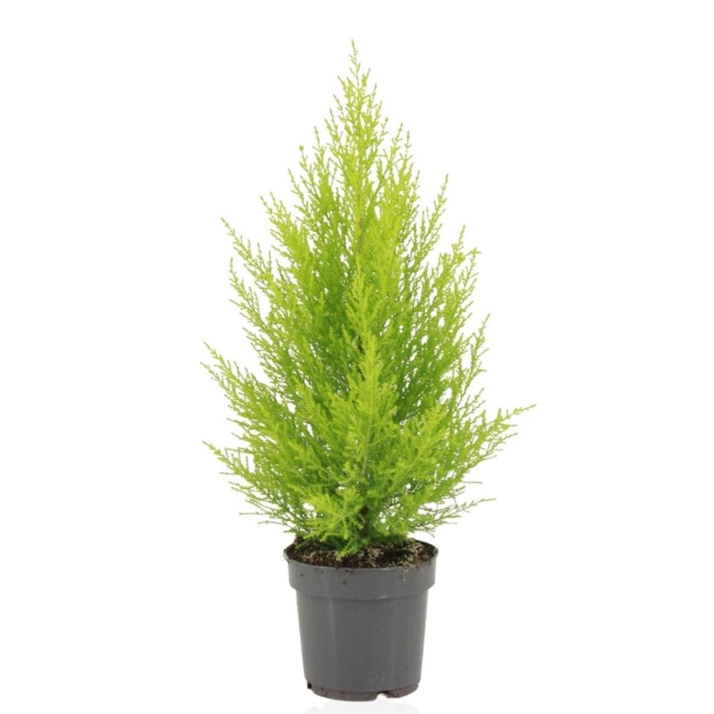 cupressus