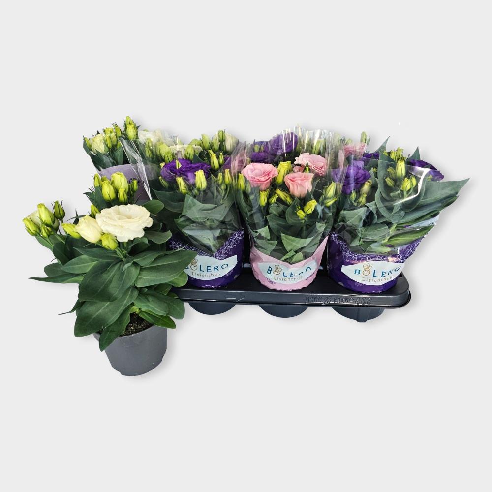 Lisianthus