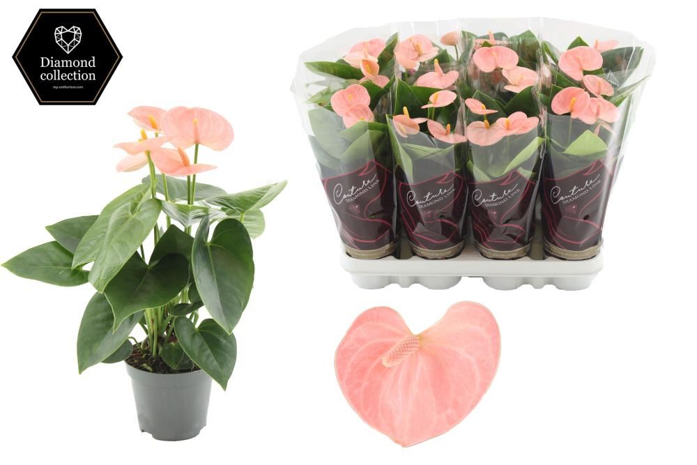 anthurium