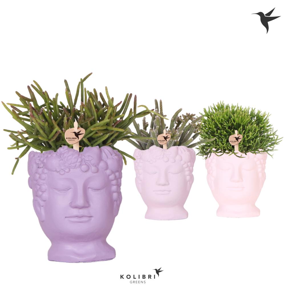 Rhipsalis