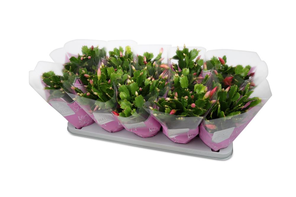 schlumbergera