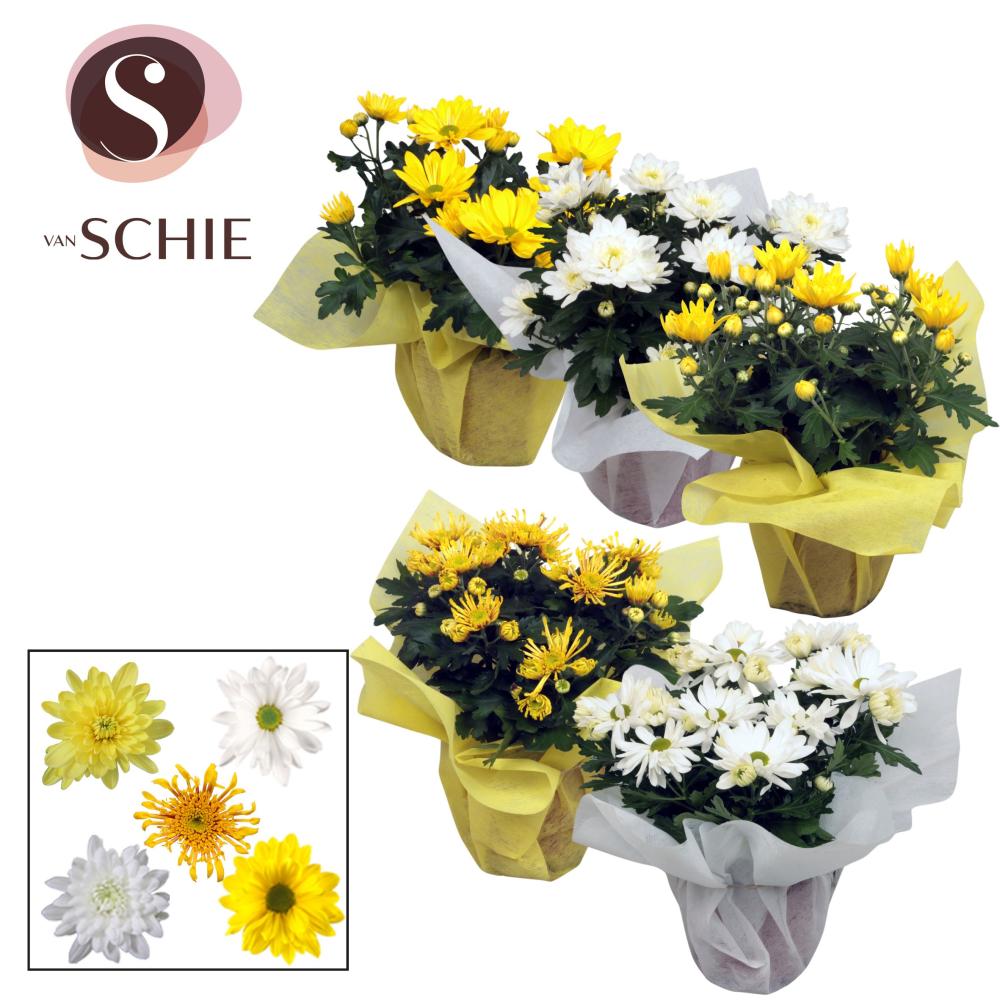 Chrysanthemum