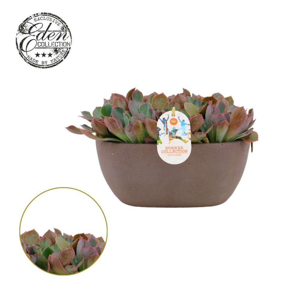 echeveria