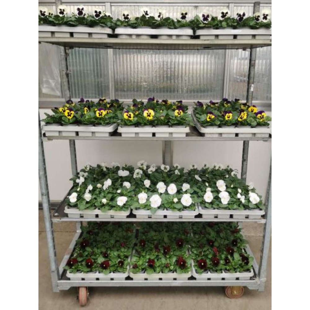 viola wittrockiana f1