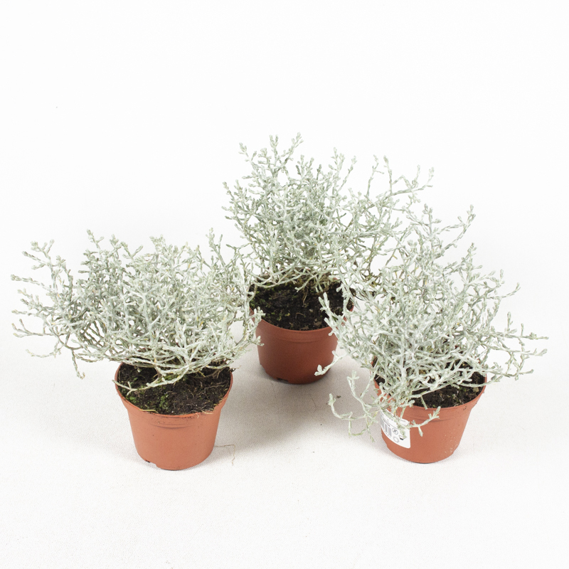 Calocephalus/leucophyta brownii piccola