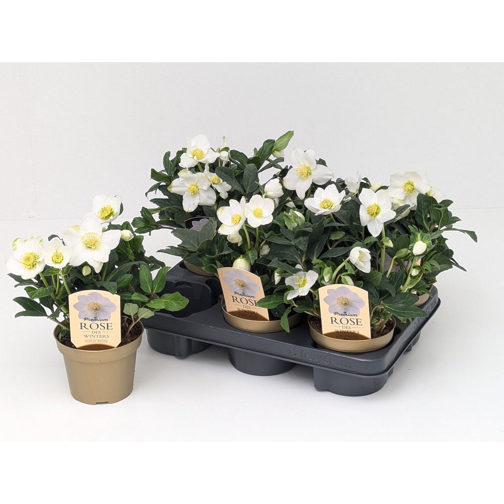 helleborus niger christmas carol