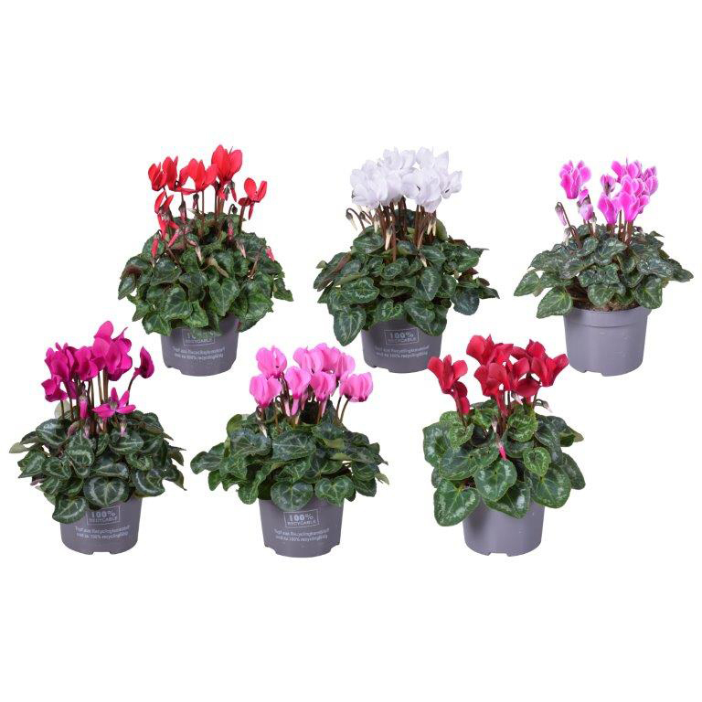 Cyclamen persicum mini