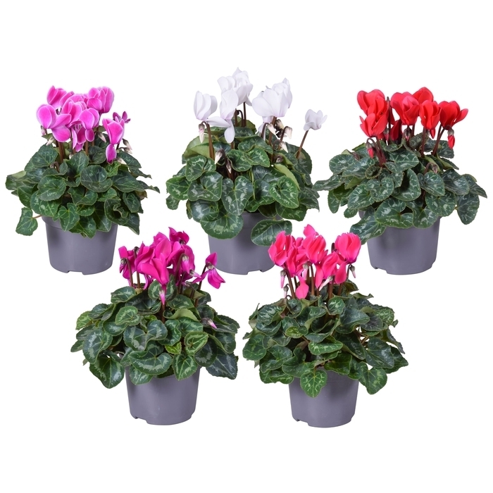 Cyclamen persicum midi