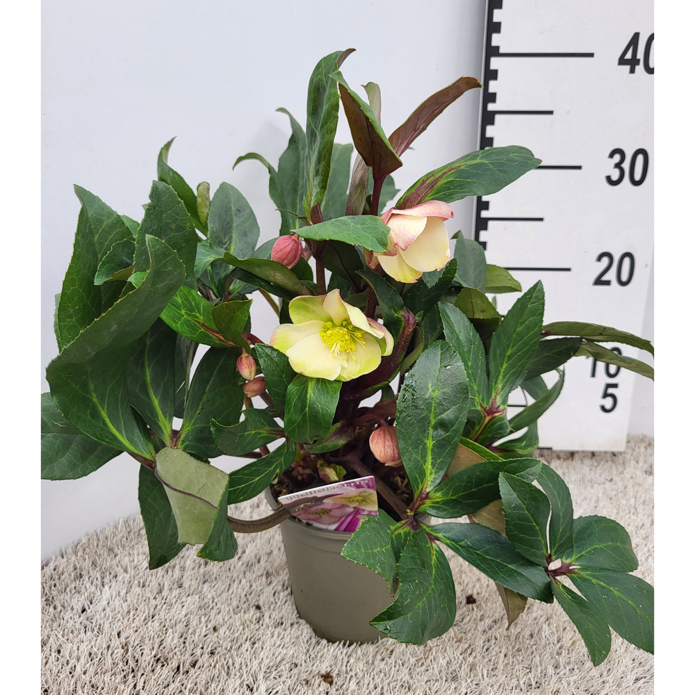 Helleborus ericsmithii hgc snow dance