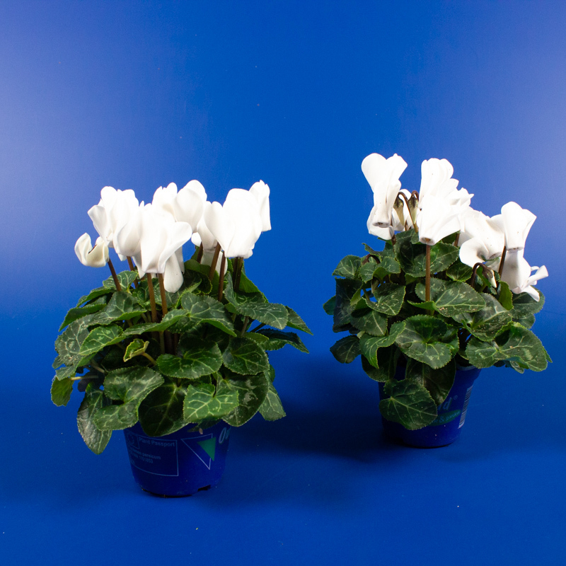 Cyclamen out land micro