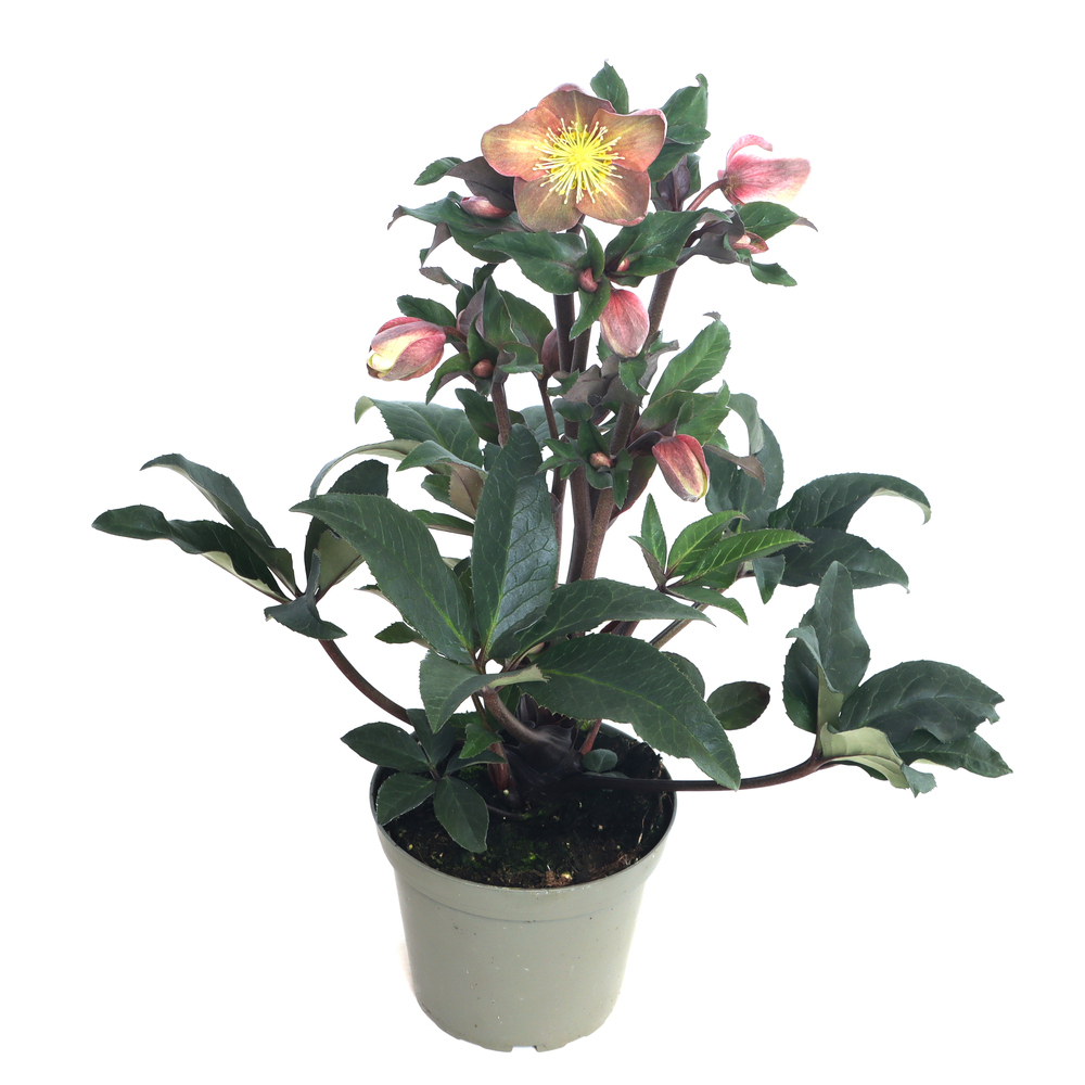 Helleborus ballardiae hgc camelot