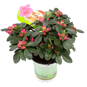 Rhod. simsii miss azalea lisanne