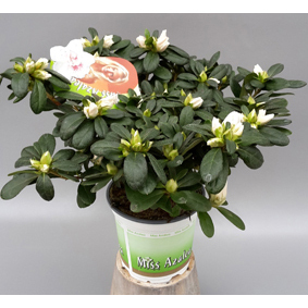 Rhod. simsii miss azalea veronique