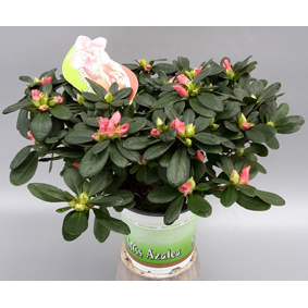 Rhod. simsii miss azalea marielle