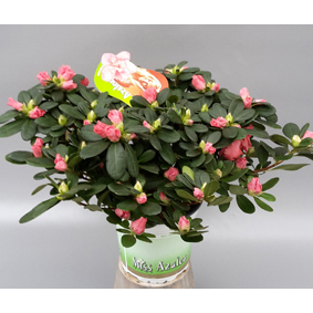 Rhod. simsii miss azalea