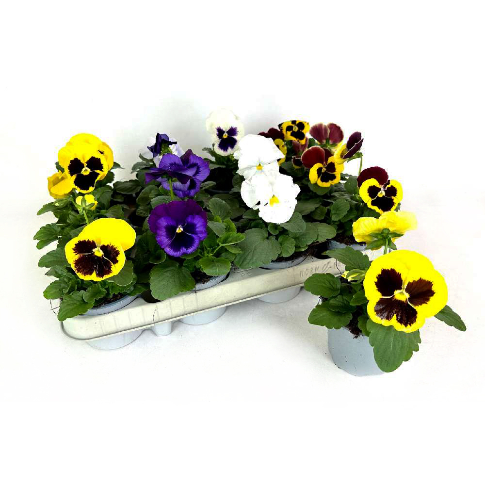 viola wittrockiana f1