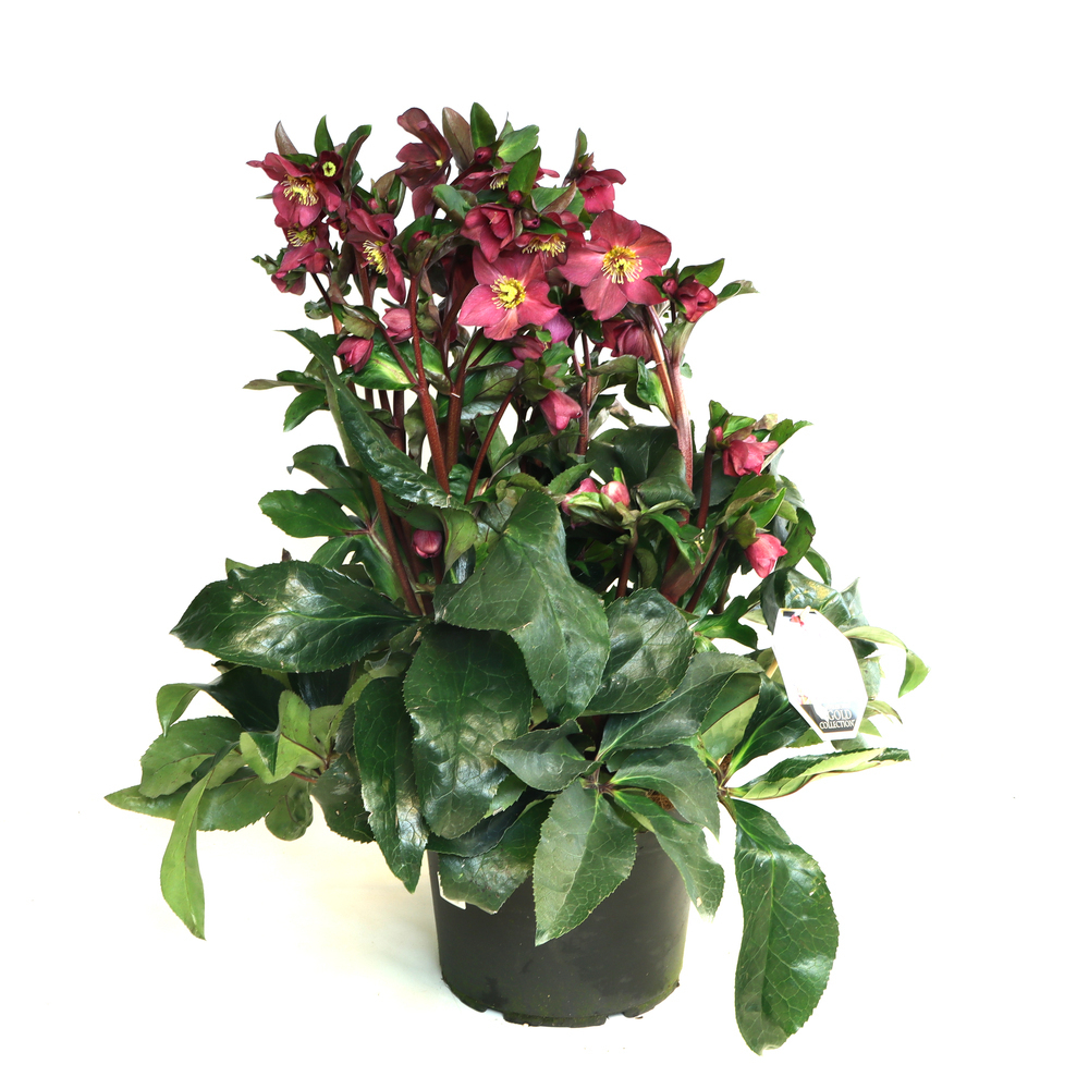 Helleborus glandorfensis inr red