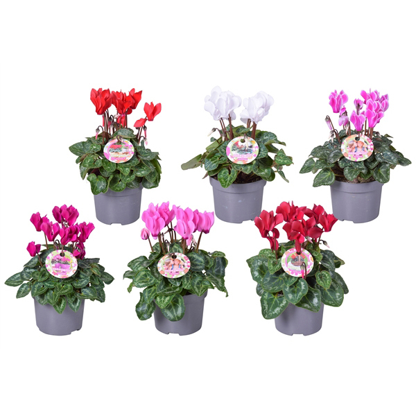 Cyclamen persicum patio mini