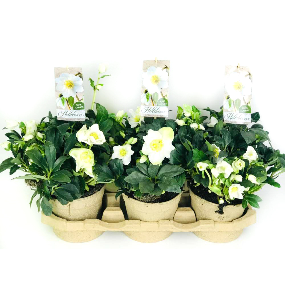 Helleborus niger wintergold pure nature