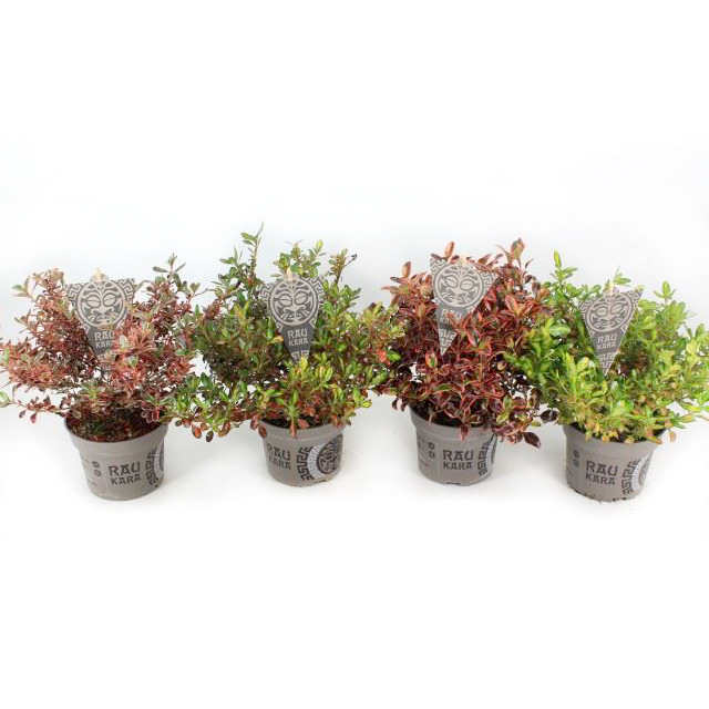 Coprosma repens raukara