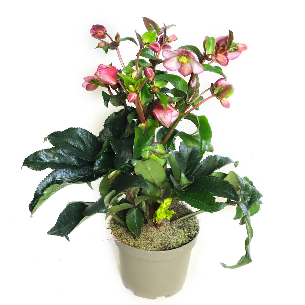 Helleborus glandorfensis inr early rose