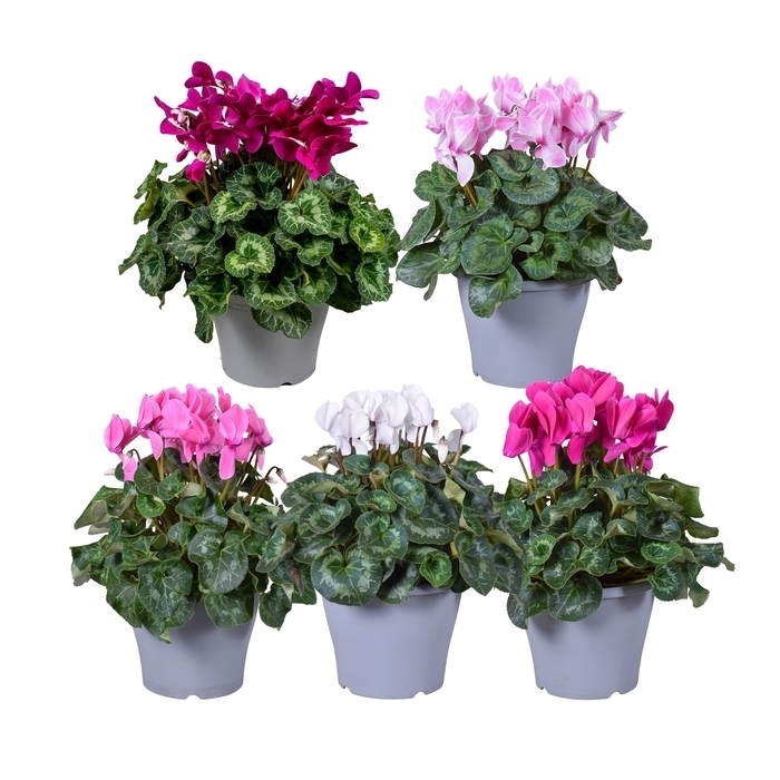 Cyclamen persicum xxxl