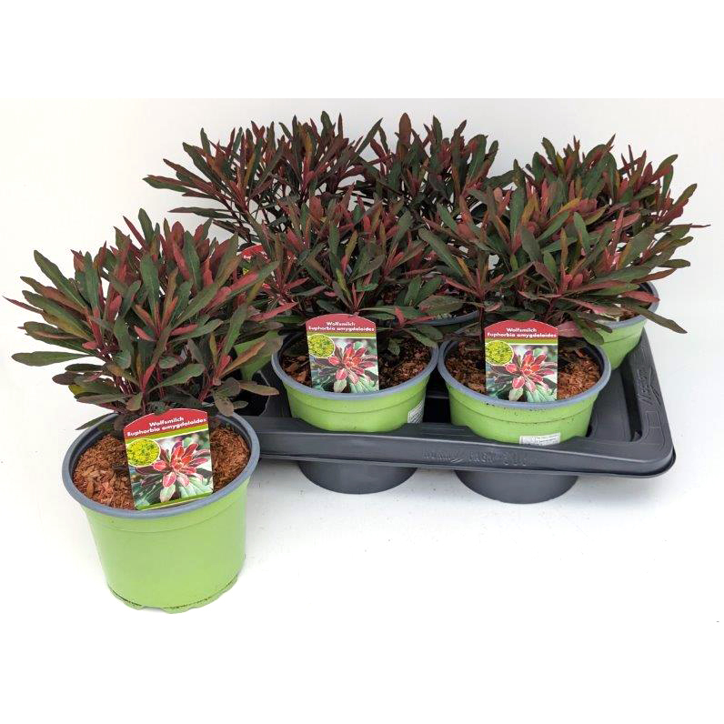 Euphorbia amygdaloides miners merlot