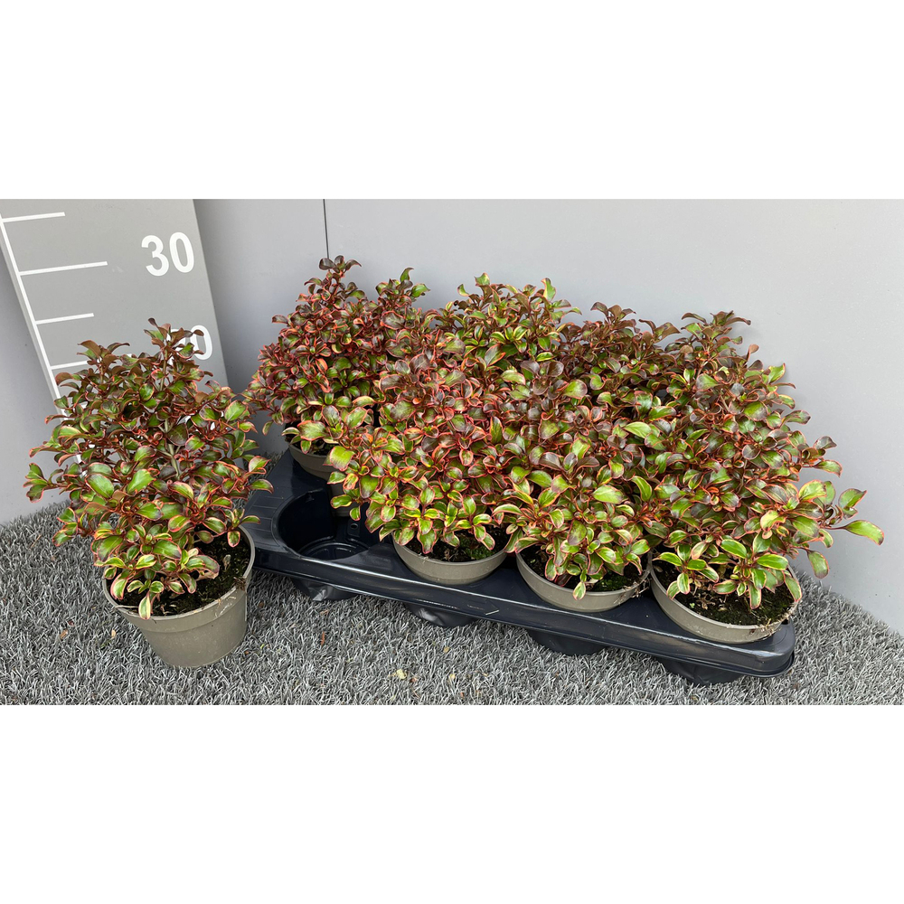 Coprosma repens red ruby