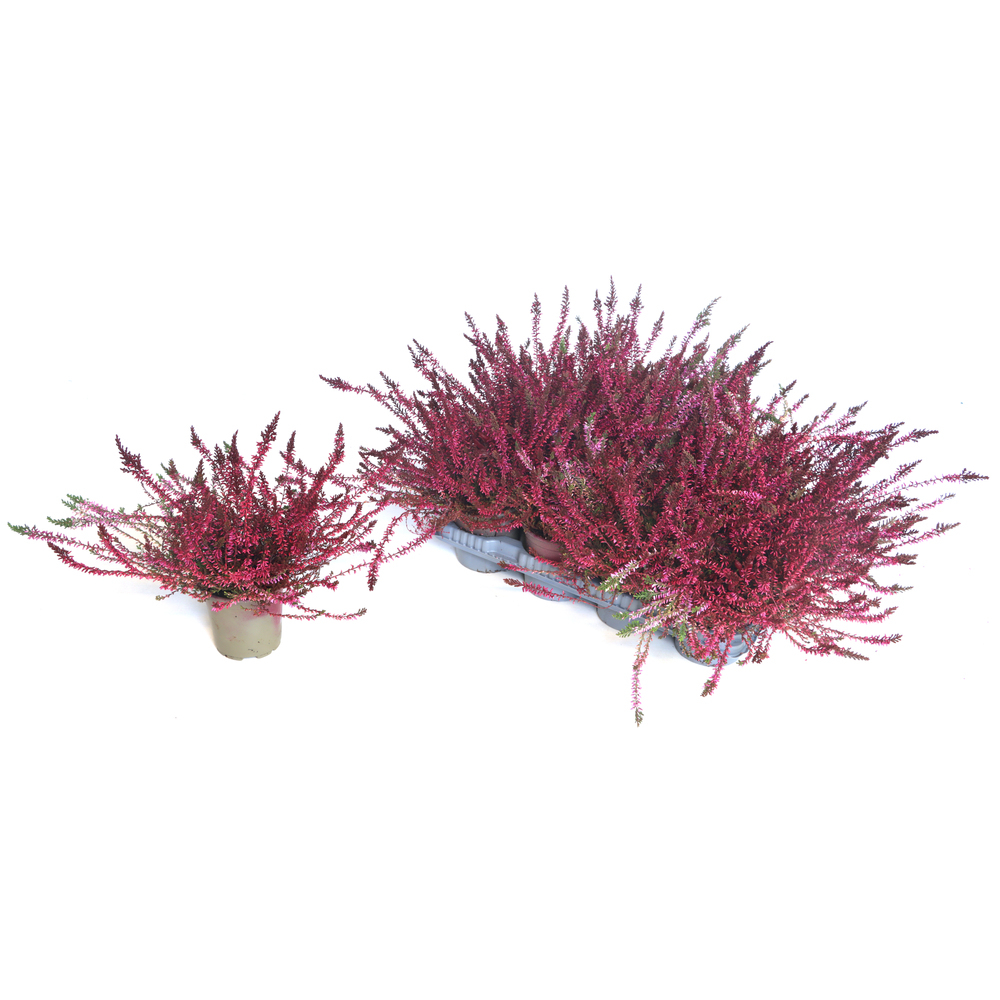 Calluna vulgaris marlies gefärbt