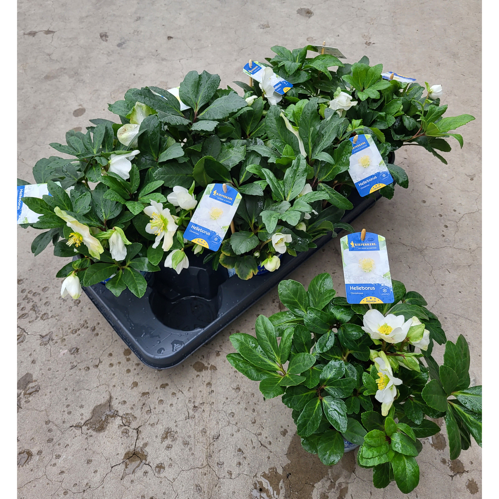 Helleborus niger christmas carol