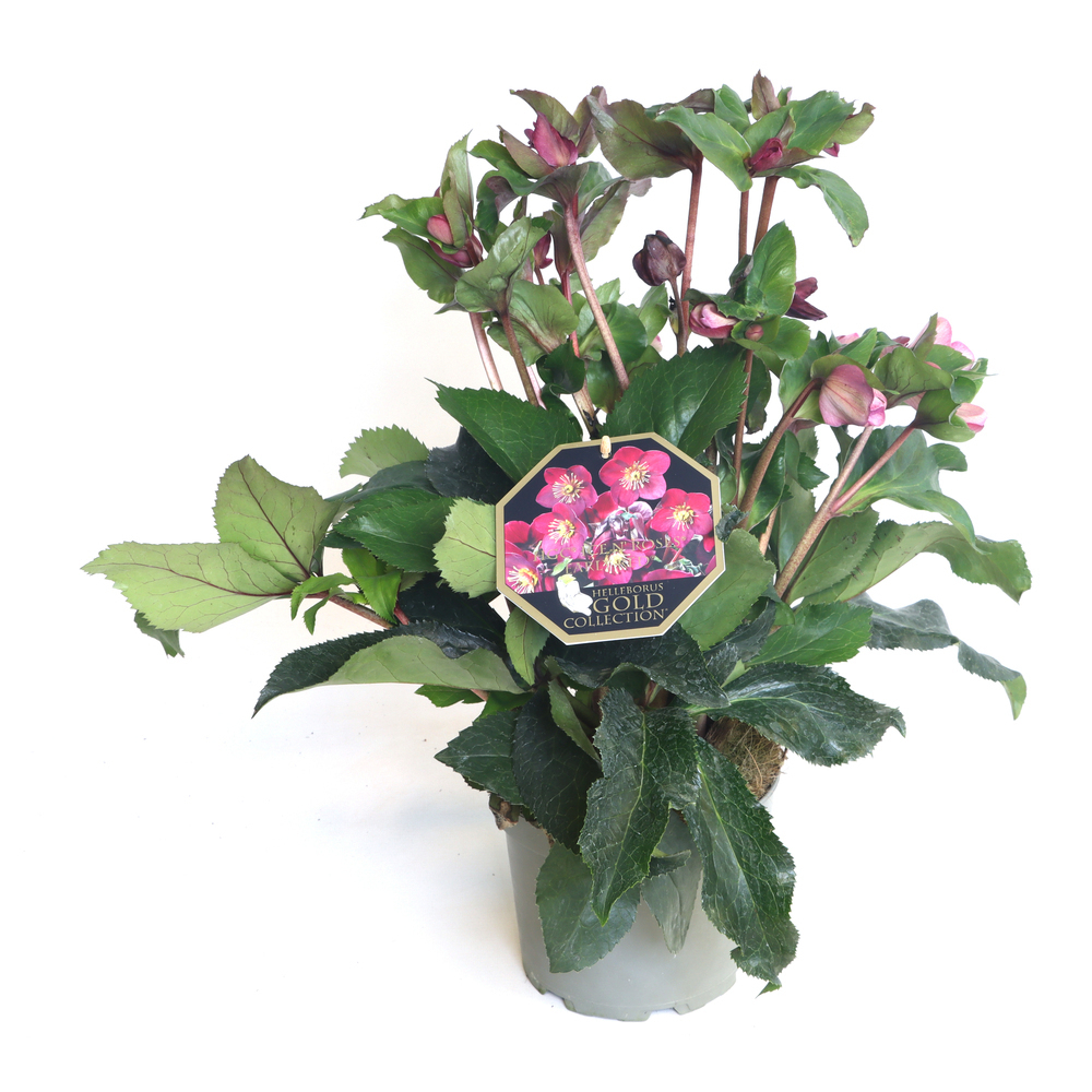 Helleborus glandorfensis inr early red